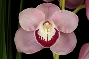 Cymbidium Elle Ronis Loyola HCC/AOS 79 pts.